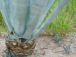 肉質,龍舌蘭,藍色龍舌蘭