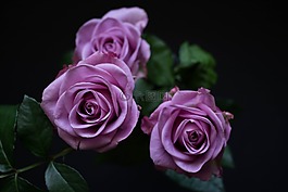 鮮花,玫瑰,紫色