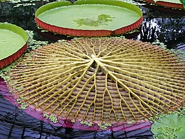 水,百合,睡蓮科