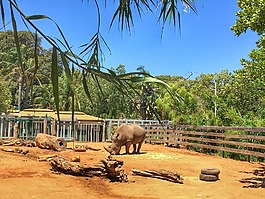 犀牛,動(dòng)物園,動(dòng)物