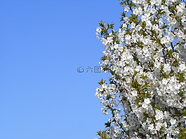 春,倫敦,花
