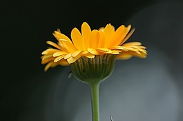 花,橙,開花