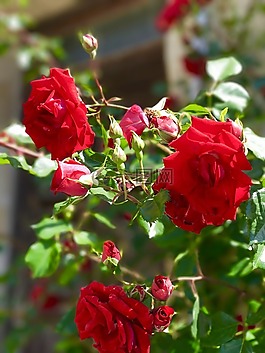 玫瑰,紅色,花
