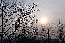 樹木,鄉(xiāng)村,開豁