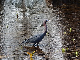 鷺,白鷺,鳥