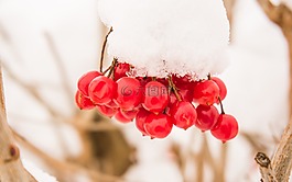 雪,露水,關(guān)閉