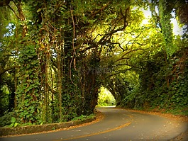 pali,路,曲線