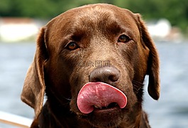 狗,拉布拉多犬,巧克力