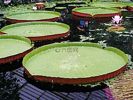 水,百合,睡蓮科
