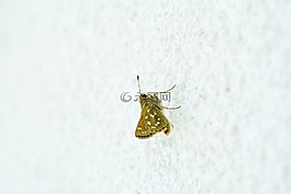 蝴蝶,赫斯珀利亞逗號,女性