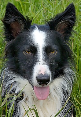 狗,邊境牧羊犬,鼻子
