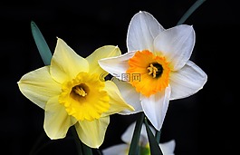 喇叭花,颜色,春天的花朵
