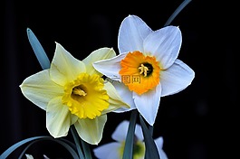 喇叭花,颜色,春天的花朵