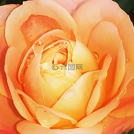 羅莎,橙色,鮮花