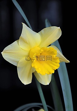 喇叭花,颜色,春天的花朵