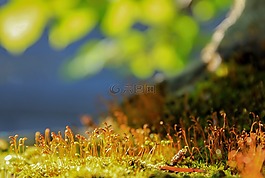 moss,宏,性質(zhì)