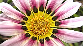 雜色菊,花園,花