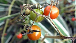 番茄,花園,蔬菜