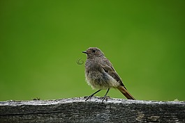 鳥,麻雀,揮發性