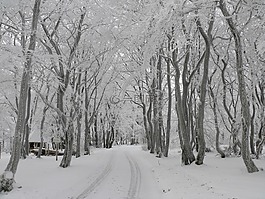 冬季森林,雪,冬天