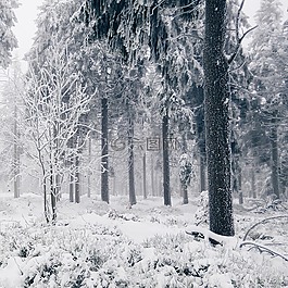 雪,冬天,冷