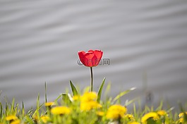 郁金香,春天,花卉