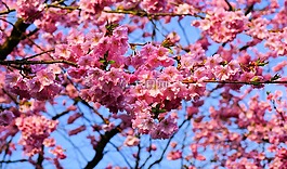 櫻花,日本櫻花,氣味