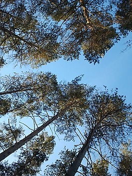 松,从底部,天空
