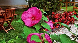 芙蓉花,庭園,粉紅色