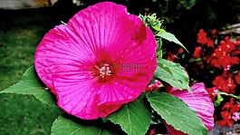 芙蓉花,庭園,粉紅色