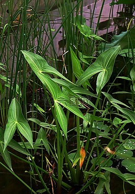 河塘,植物,茨菇