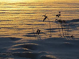 雪地,背光,太陽(yáng)