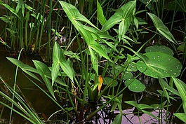 河塘,植物,茨菇