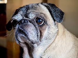 狗,帕格,動物