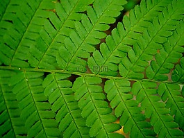 蕨類(lèi),綠色,森林