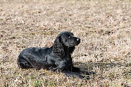 狗,小獵犬,甜
