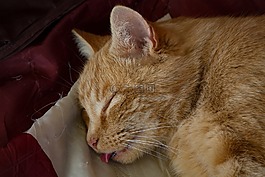 貓,小貓,動物