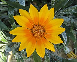 雜色菊,雛菊,花