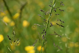 草,種子,開花