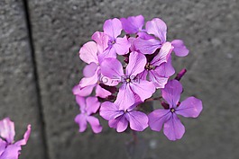 野花,紫色的小花,開花