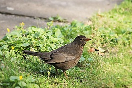 黑鳥,鳥,春天