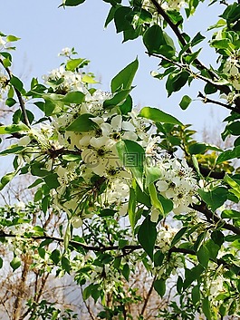 樱花,植物,公园