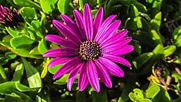 非洲雏菊,osteospermum,daisybush
