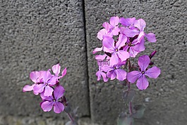 野花,紫色的小花,開花