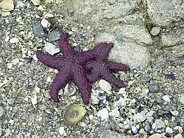 海星,海灘,基金