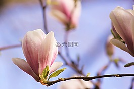 玉蘭,開花,春天