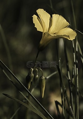 花,sourgrass,開花