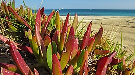 植物,ammophilous,海滩