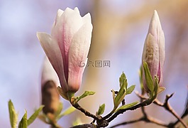 玉蘭,開花,春天