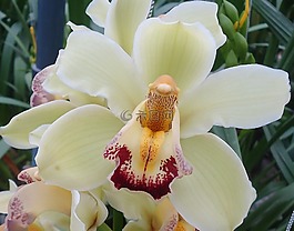 花,性質(zhì),花瓣